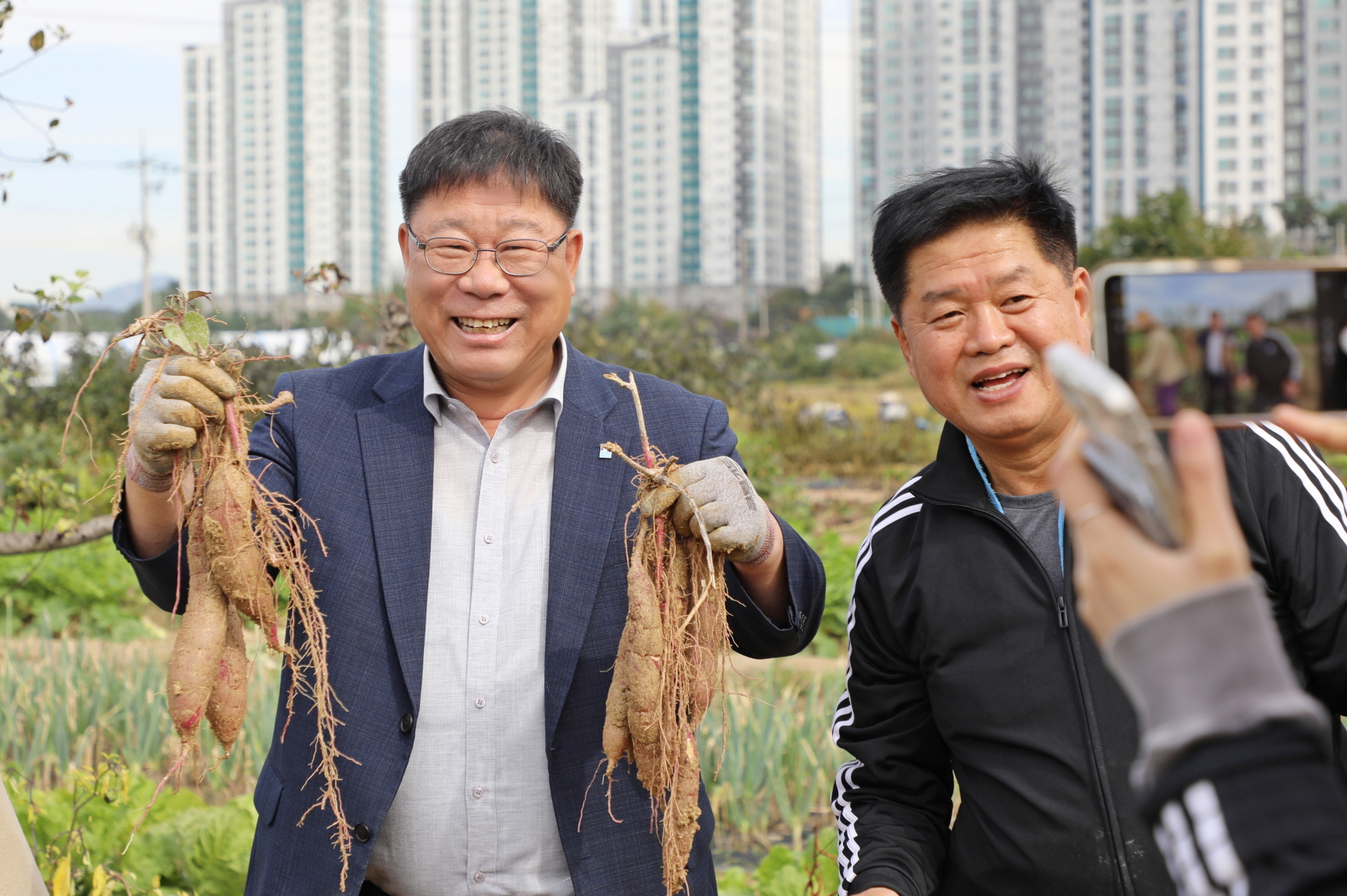 화서1동 사랑의 고구마 수확